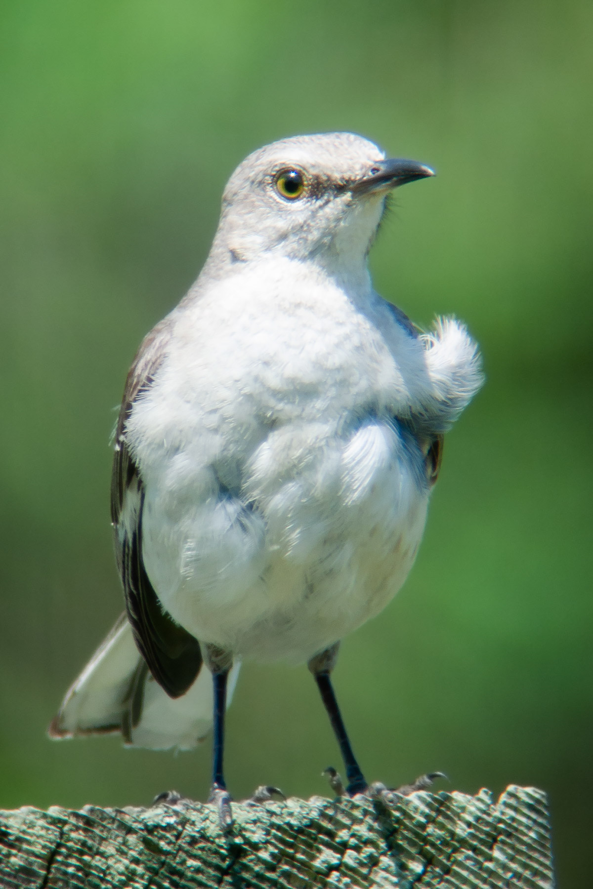 Bird at Wellfleet Wildlife Sanctuary (Mass Audubon), Canon S45 camera and Televue 85 telescope.  Click for next photo.