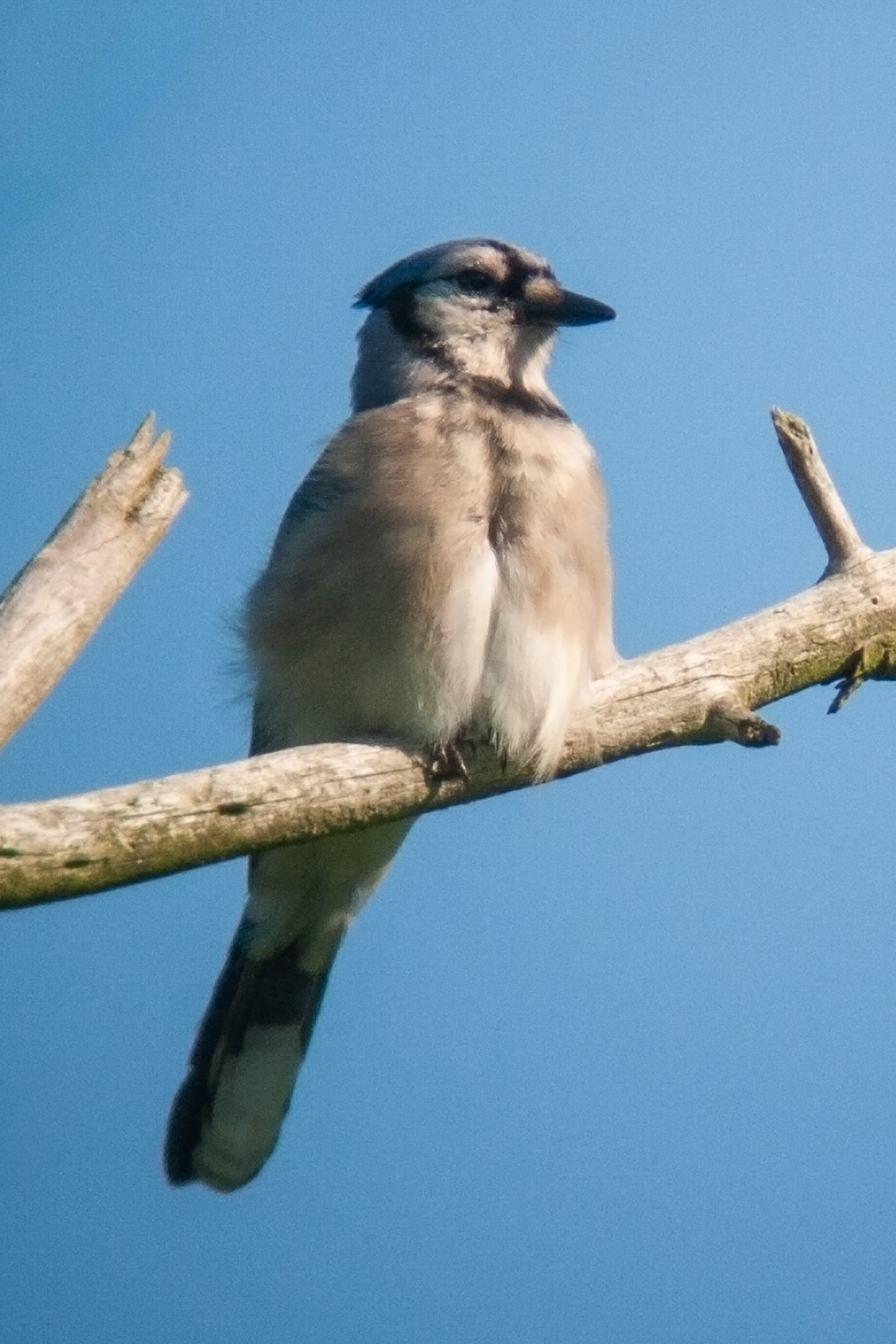 Blue Jay at Trustom Pond National Wildlife Refuge, Rhode Island, Canon S45 camera and Televue 85 telescope.  Click for next photo.
