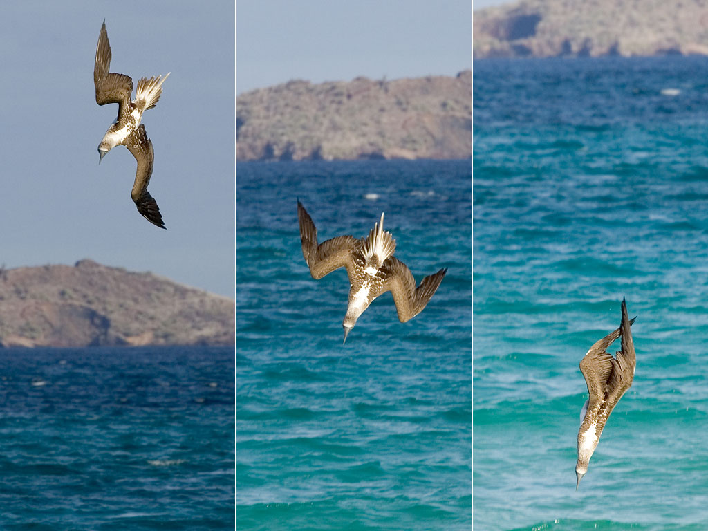 Blue-footed booby becomes a missle, Punta Cormorant, Floreana Island, Galapagos.  Click for next photo.