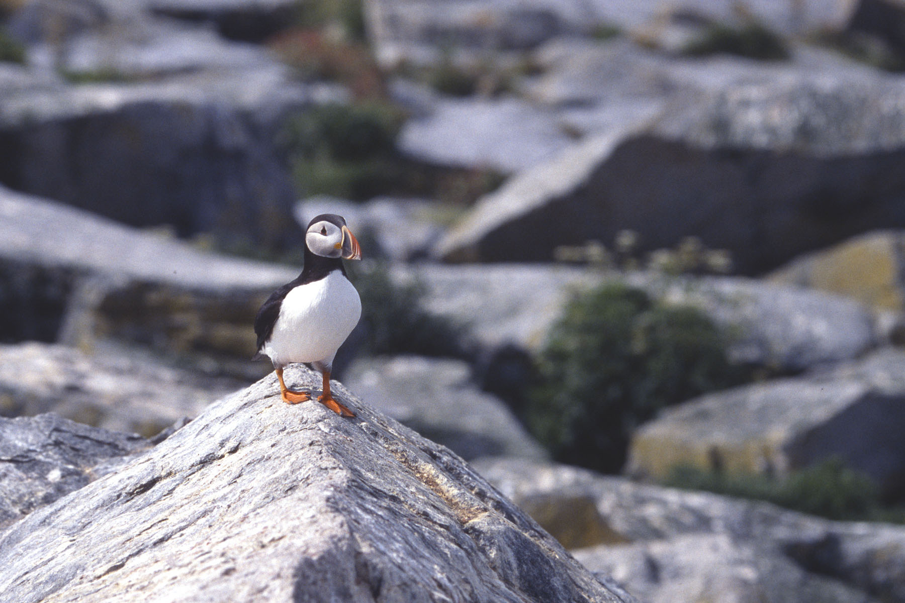 Puffin takes flight, Machias Seal Island.  Scanned from slide.  Click for next photo.