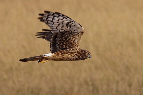 Northern Harrier, Bosque del Apache NWR.