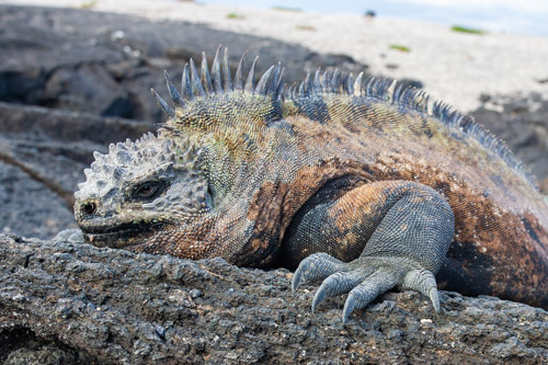 Marine iguana, Punta Espinosa, Fernandina Island, Galapagos.