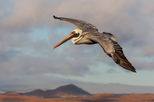 Brown Pelican, Bartolome Island, Galapagos.