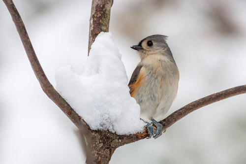 Tufted titmouse in the snow.