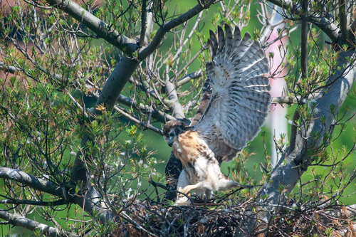 One of the Juniors III spreads his wings.