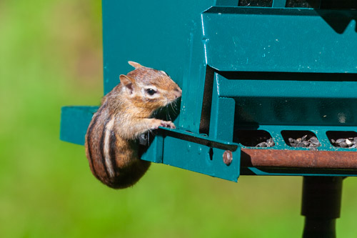 I got a new squirrel-proof bird feeder in 2004.  However, this little fellow proved that it is not chipmunk-proof.
