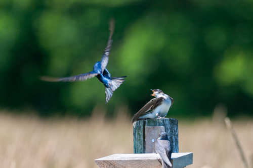 A tree swallow and a barn swallow compete for a landing spot, Daniel Webster Wildlife Sanctuary (Mass Audubon), Marshfield, Mass.