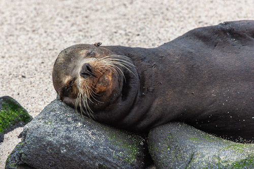 Sea lion uses a rock as a pillow, Punta Suarez, Espanola Island, Galapagos.