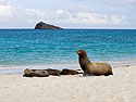 Sea lion, Gardner Bay, Espanola Island, Galapagos.