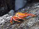 A more colorful crab, Gardner Bay, Espanola Island, Galapagos.
