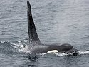 Orca, British Columbia.