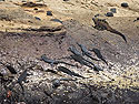 Marine iguanas, Punta Vicente Roca, Isabela Island, Galapagos.