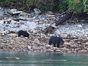 Black bears on the shore near Knight Inlet, British Columbia.