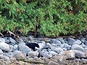 Black bear on the shore near Knight Inlet, British Columbia.