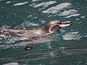 Galapagos Penguin, Punta Vicente Roca, Isabela Island, Galapagos.