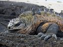 Marine iguana, Punta Espinosa, Fernandina Island, Galapagos.