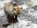 Grizzly bear yearling cub, Knight Inlet, British Columbia.