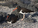 Nesting Oystercatchers, Punta Espinosa, Fernandina Island, Galapagos.