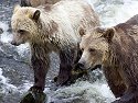 Grizzly bear yearling cub and mother, Knight Inlet, British Columbia.