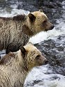 Grizzly bear yearling cubs, Knight Inlet, British Columbia.