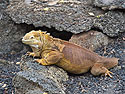 Land iguana, Charles Darwin Research Station, Santa Cruz Island, Galapagos.
