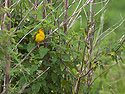 Yellow Warbler, Santa Cruz Island, Galapagos.