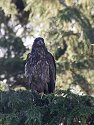 Young bald eagle, Knight Inlet, British Columbia.
