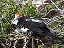 Frigate bird, Genovesa Island, Galapagos.