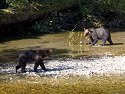 Grizzly bear seem to eye each other warily, but as the next photo shows they know each other, Knight Inlet, British Columbia.