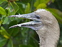 Red-footed booby, Genovesa Island, Galapagos.