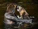 Grizzly bear siblings wrestling, Knight Inlet, British Columbia.
