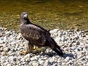 Eagle, British Columbia.