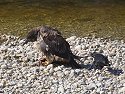 Raven tries to distract eagle from fish by pulling on its tail, Knight Inlet, British Columbia.