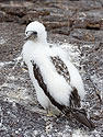 Older Nazca booby chick, Genovesa Island, Galapagos.