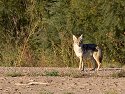 Coyote, Bosque del Apache NWR, New Mexico.
