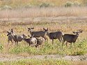 Herd of mule deer, Bosque del Apache NWR.