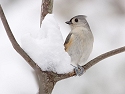 Tufted titmouse in the snow.