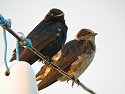 Swallows at Daniel Webster Wildlife Sanctuary (Mass Audubon), Canon S330 camera and Televue 85 telescope.