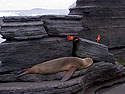 Sea lion snoozes as crabs skitter over rocks, Puerto Egas, Santiago Island, Galapagos.