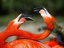Flamingos spar at National Zoo.