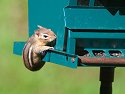 I got a new squirrel-proof bird feeder in 2004.  However, this little fellow proved that it is not chipmunk-proof.