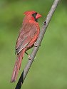 Cardinal shows off his plumage.