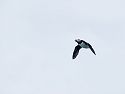 Puffin in flight near Petit Manan Island.