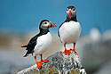 "Little Brothers", puffins on Machias Seal Island, Gulf of Maine.  This photo is featured on the cover of the book "Nothin' But Puffins: And Other Silly Observations," available at Amazon.com.