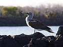 Blue-footed booby, Venecia islets, Galapagos.