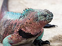 Marine iguana, Punta Suarez, Espanola Island, Galapagos.