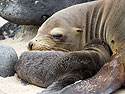 Sea lion and newborn pup, Punta Suarez, Espanola Island, Galapagos.