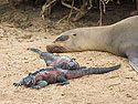 Sea lion and marine iguanas, Punta Suarez, Espanola Island, Galapagos.