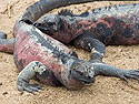 Marine iguana, Punta Suarez, Espanola Island, Galapagos.