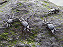 Immature crabs are still black to blend in the with lava, Punta Suarez, Espanola Island, Galapagos.